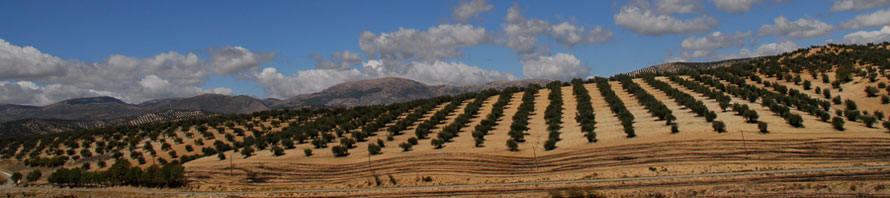 Landscape with olive wood trees